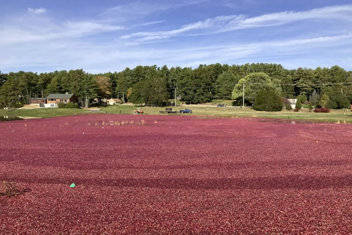 Cranberry harvest in Kingston, Massachusetts